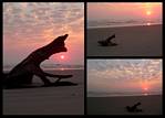 (09) dawn montage (day 5 - backup).jpg    (1000x720)    266 KB                              click to see enlarged picture